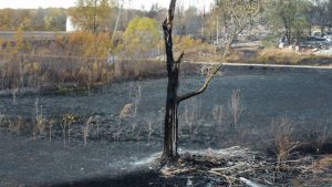 Blaze destroys at least 3,000 acres in Cooper County, including in federal wildlife refuge