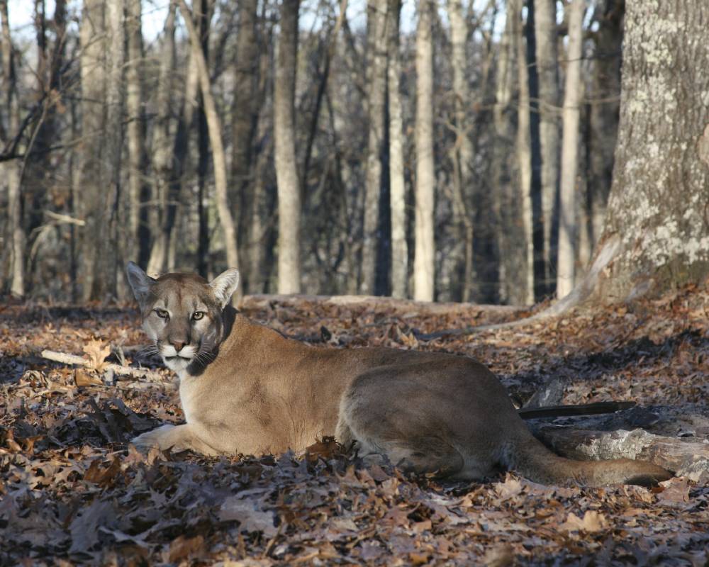 mountain lion in southeast missouri