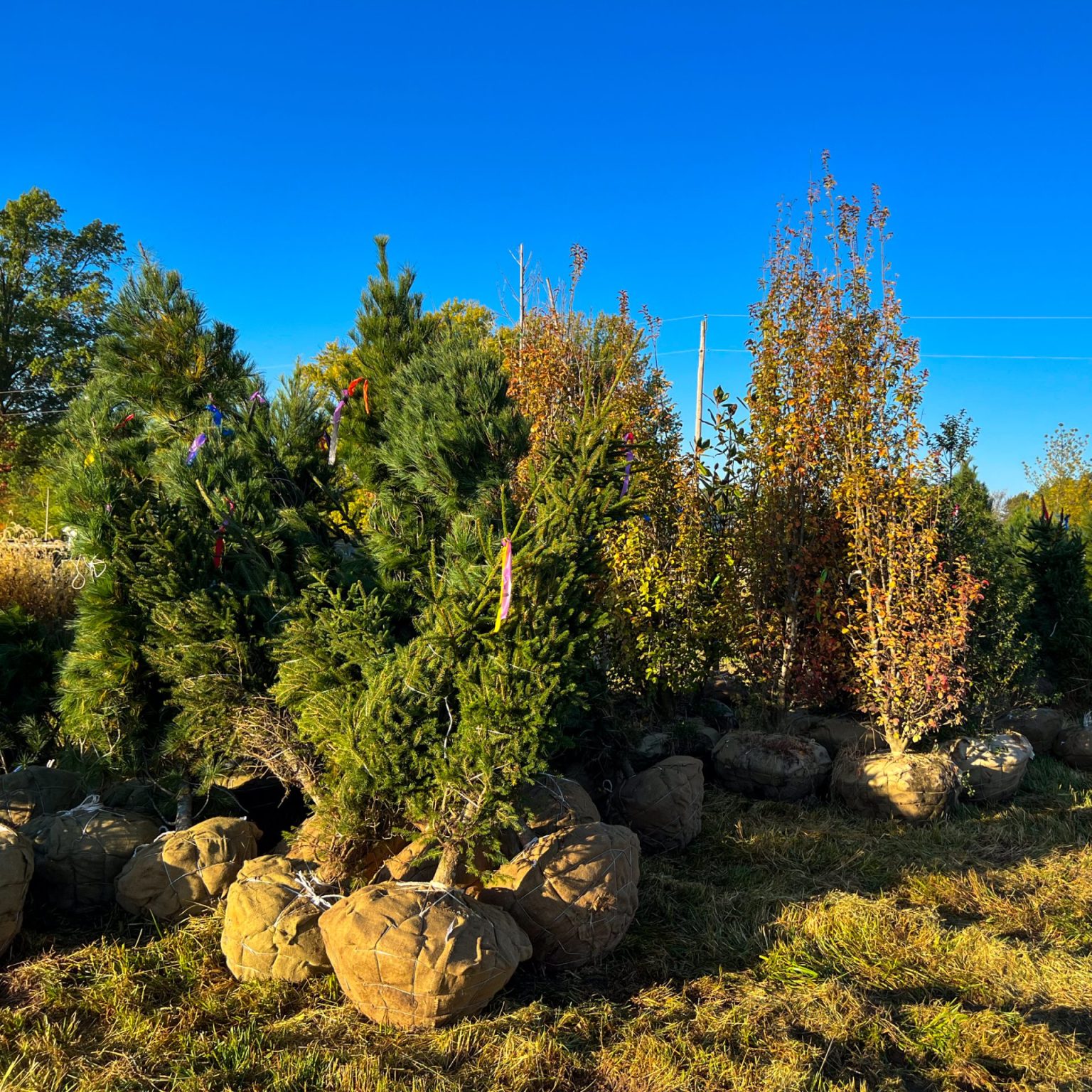 trees