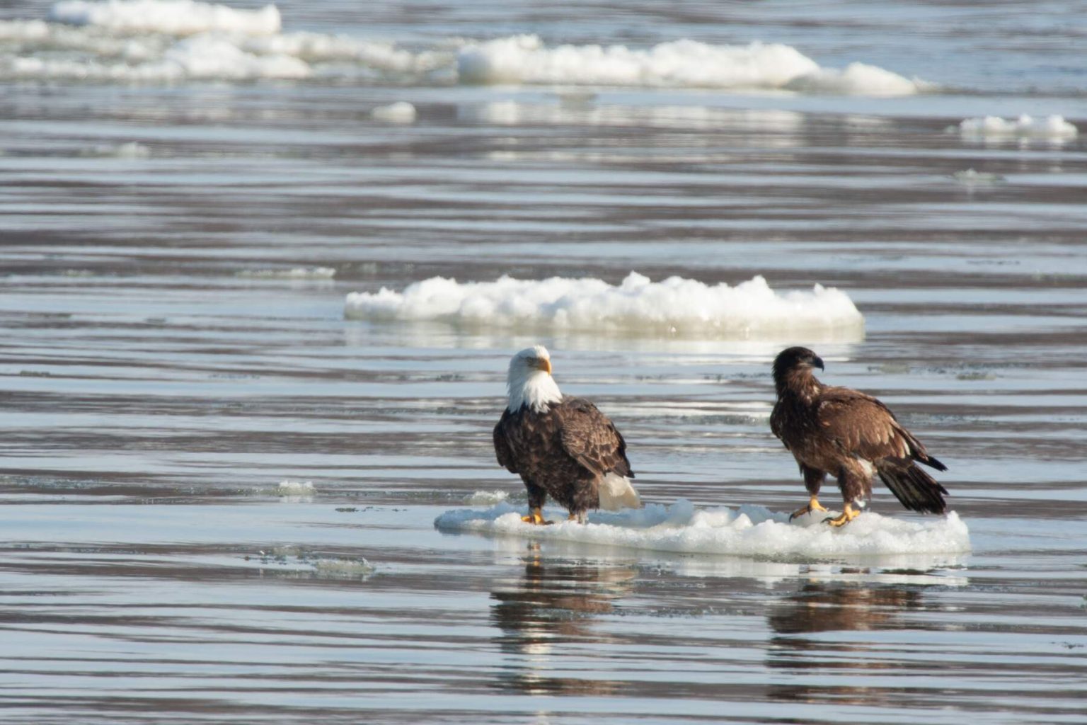 bald eagles