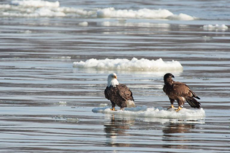 bald eagles