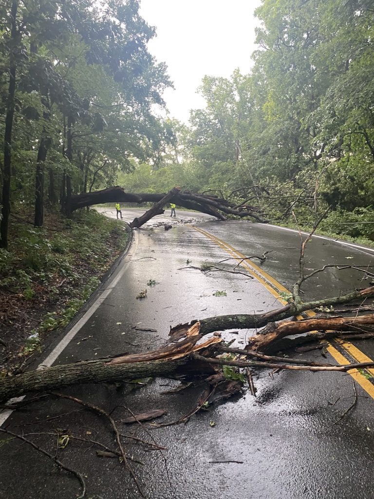 trees on south rock quarry road 1