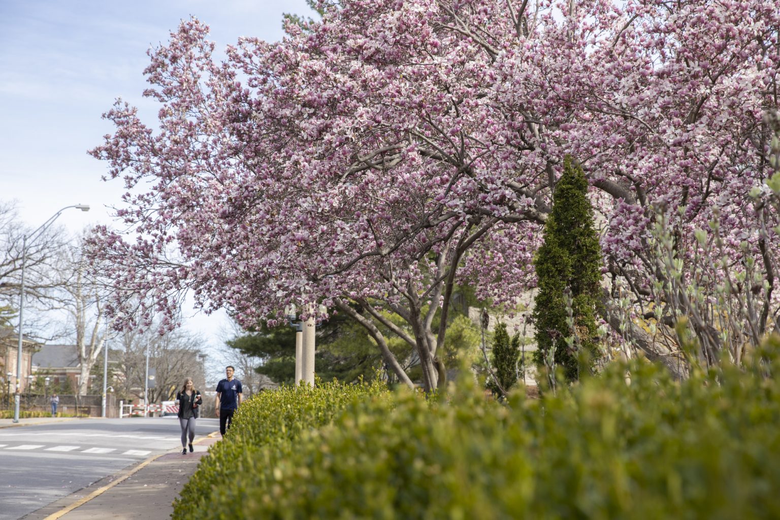 cms campus spring