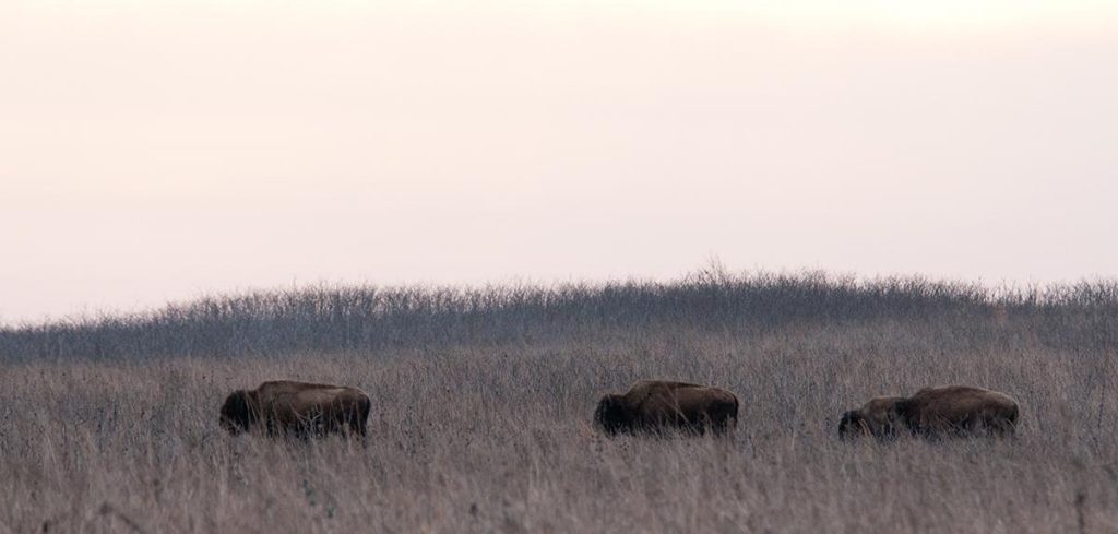 4pra guided bison saunter carousel graphic winter2026