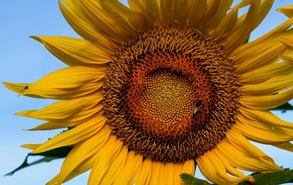 sunflowers